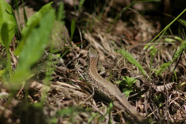 Yaremche Montañas Cárpatos Ucrania — Foto de Stock