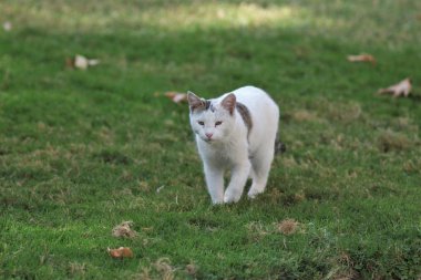 Tahran, İran İslam Devleti 'nin başkenti