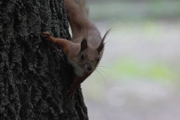 Écureuil Dans Parc Printemps — Photo