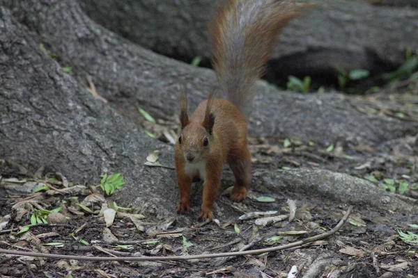 Ardilla Parque Primavera — Foto de Stock