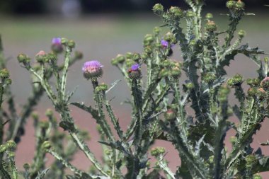 Lebedivka, Bessarabia, Odessa Bölgesi, Ukrayna