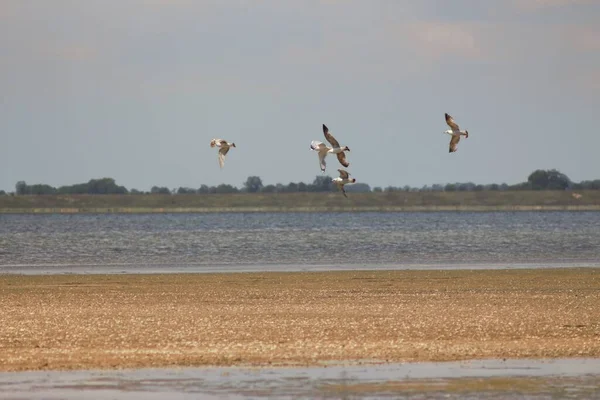 Lebedivka Bessarábia Região Odessa Ucrânia — Fotografia de Stock