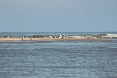 Vilkovo ve Tuna Biyosfer Rezervi. Besarabia, 