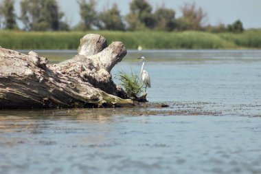 Vilkovo ve Tuna Biyosfer Rezervi. Besarabia, 