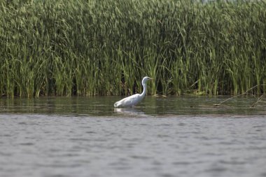 Vilkovo ve Tuna Biyosfer Rezervi. Besarabia, 