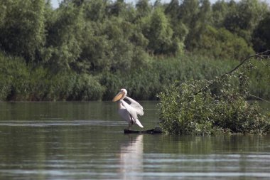 Vilkovo ve Tuna Biyosfer Rezervi. Besarabia, 