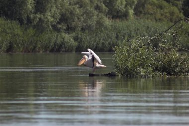 Vilkovo ve Tuna Biyosfer Rezervi. Besarabia, 