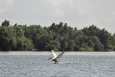 Vilkovo ve Tuna Biyosfer Rezervi. Besarabia, 