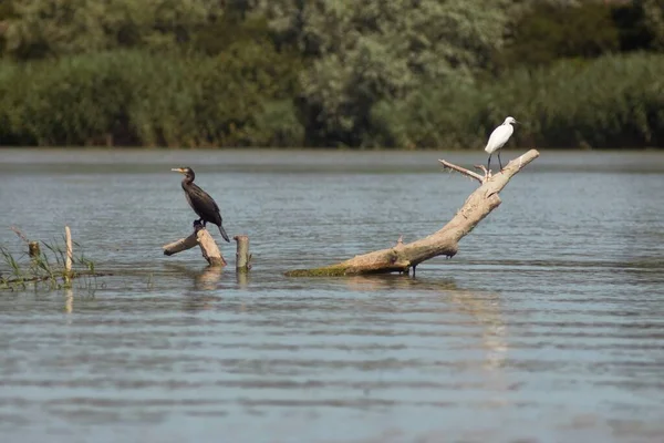 Vilkovo Réserve Biosphère Danube Bessarabie — Photo