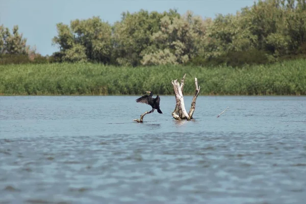 Vilkovo Reserva Biosfera Danúbio Bessarábia — Fotografia de Stock