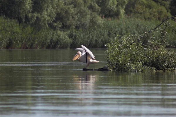 Vilkovo ve Tuna Biyosfer Rezervi. Besarabia, 