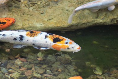 Ukrayna 'daki Kyiv Hayvanat Bahçesinde Hayvanlar