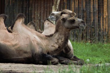 Ukrayna 'daki Kyiv Hayvanat Bahçesinde Hayvanlar