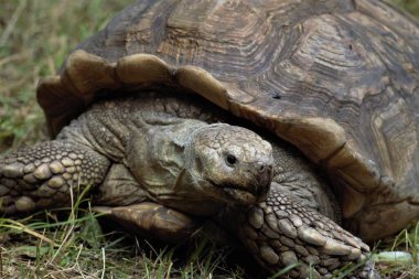 Ukrayna 'daki Kyiv Hayvanat Bahçesinde Hayvanlar