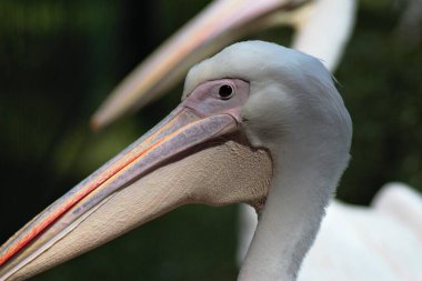 Ukrayna 'daki Kyiv Hayvanat Bahçesinde Hayvanlar