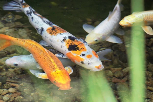 Zwierzęta Zoo Kijowie Ukraina — Zdjęcie stockowe