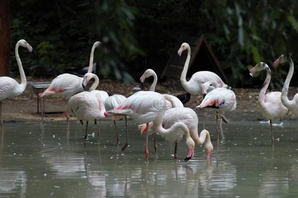 Animaux Zoo Kiev Ukraine — Photo