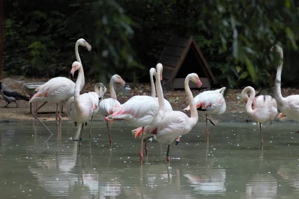 Animaux Zoo Kiev Ukraine — Photo