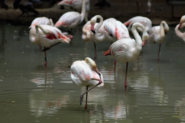 Animaux Zoo Kiev Ukraine — Photo