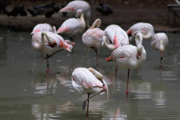 Animais Zoológico Kiev Ucrânia — Fotografia de Stock