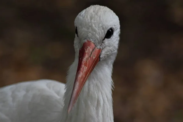 Animaux Zoo Kiev Ukraine — Photo