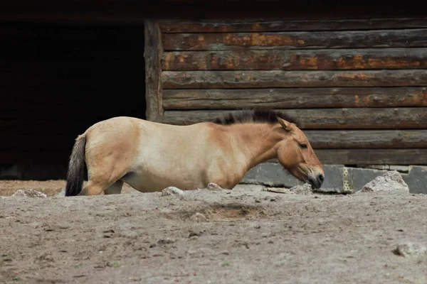 Animales Zoológico Kiev Ucrania —  Fotos de Stock