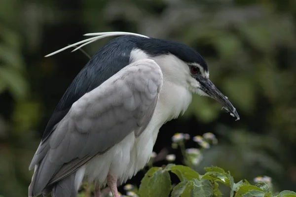 Tiere Kiewer Zoo Ukraine — Stockfoto