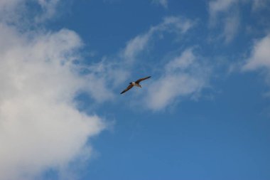 Sanzhiyka, Kornomorsk, Karadeniz, Odessa Bölgesi, Ukrayna