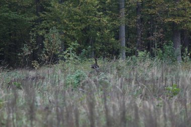 Ormanda mantar mevsimi