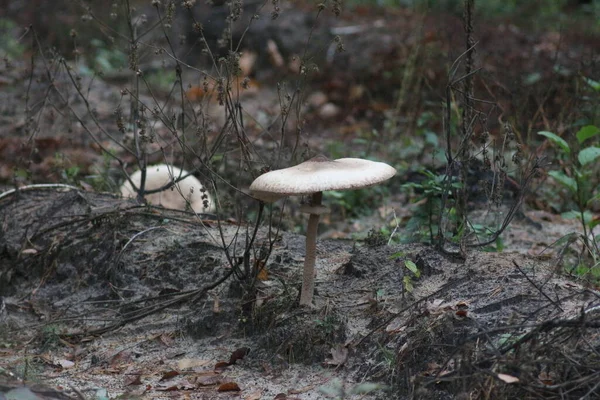 Paddenstoelen Seizoen Het Bos — Stockfoto