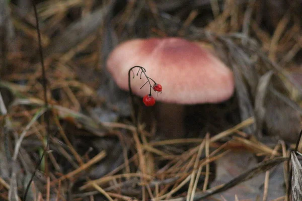 Stagione Dei Funghi Nella Foresta — Foto Stock