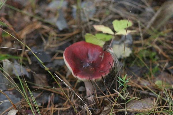 Paddenstoelen Seizoen Het Bos — Stockfoto