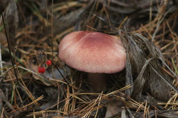 Saison Des Champignons Dans Forêt — Photo