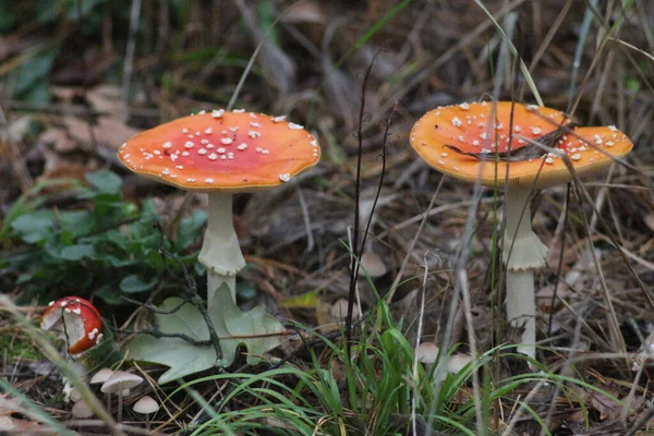 Paddenstoelen Seizoen Het Bos — Stockfoto