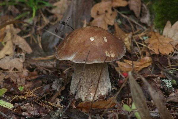 Paddenstoelen Seizoen Het Bos — Stockfoto