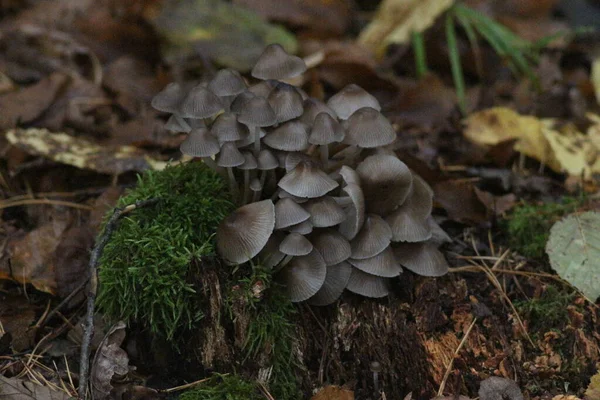 Saison Des Champignons Dans Forêt — Photo