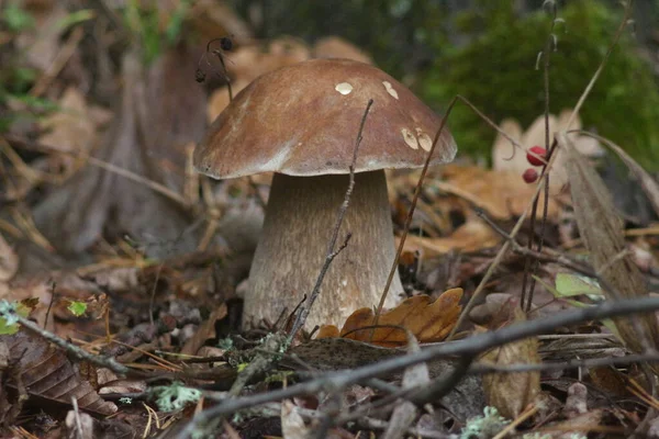 森林里的蘑菇季节 — 图库照片