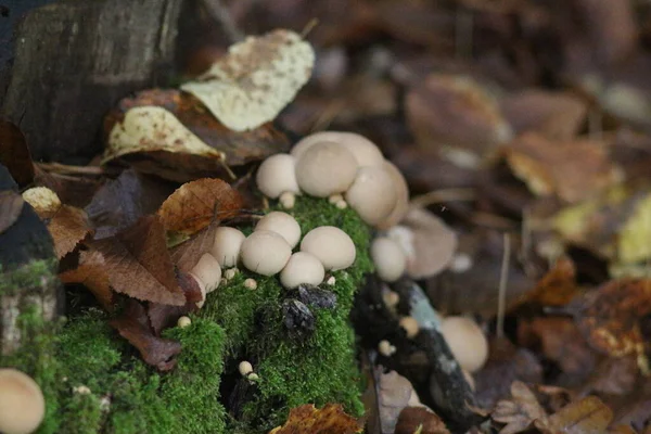 Mushroom Season Forest — Stock Photo, Image