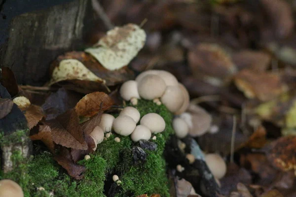 Mushroom Season Forest — Stock Photo, Image