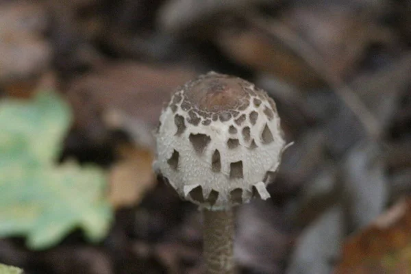 Temporada Cogumelos Floresta — Fotografia de Stock