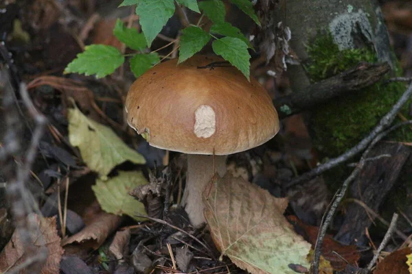 森林里的蘑菇季节 — 图库照片
