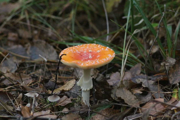 Paddenstoelen Seizoen Het Bos — Stockfoto