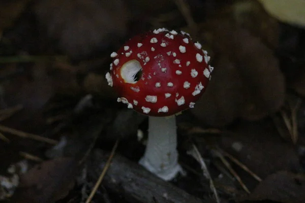 Paddenstoelen Seizoen Het Bos — Stockfoto