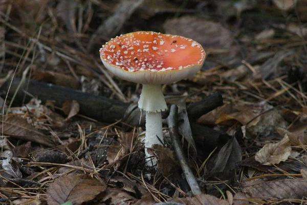 Paddenstoelen Seizoen Het Bos — Stockfoto