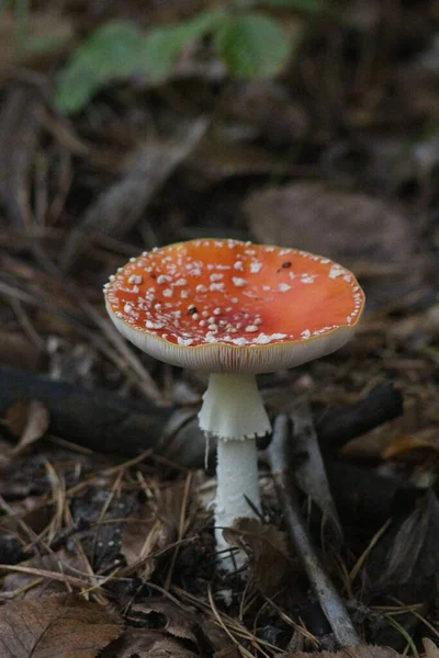 Paddenstoelen Seizoen Het Bos — Stockfoto