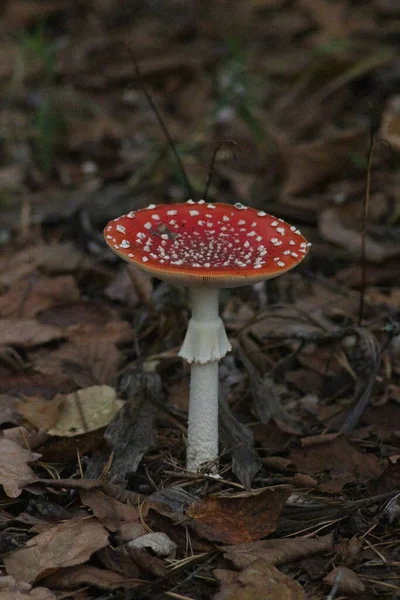 Paddenstoelen Seizoen Het Bos — Stockfoto