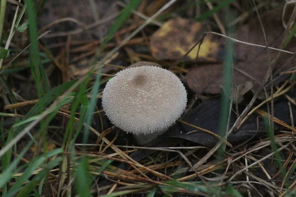 Mushroom Season Forest — Stock Photo, Image