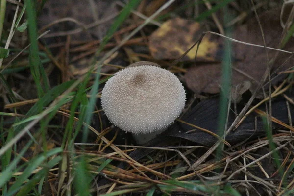 Paddenstoelen Seizoen Het Bos — Stockfoto