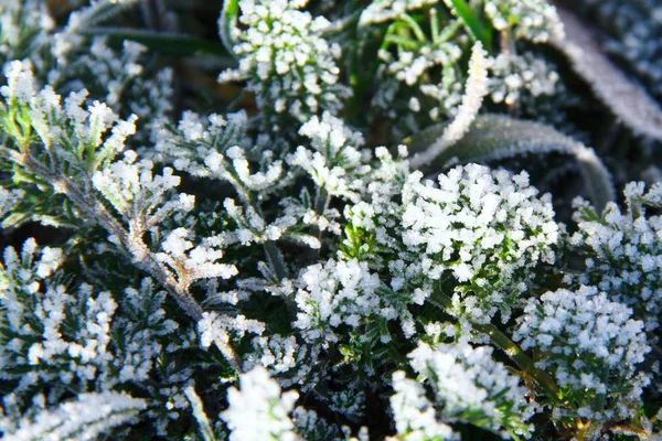 Eis Auf Pflanzen Frühen Winter — Stockfoto