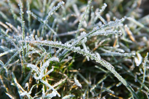 初冬の緑の草を氷します — ストック写真